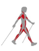 Les muscles actifs en marche nordique et en running